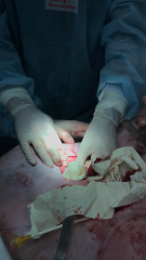 Испытание Celox RAPID на бедренной артерии свиньи