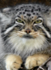 Manul